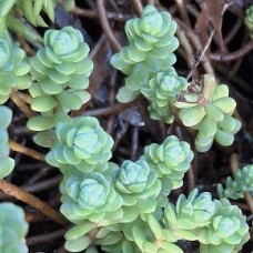 Sedum Oaxacanum Star Carpet 1 plants Succulents Yellow Flowering